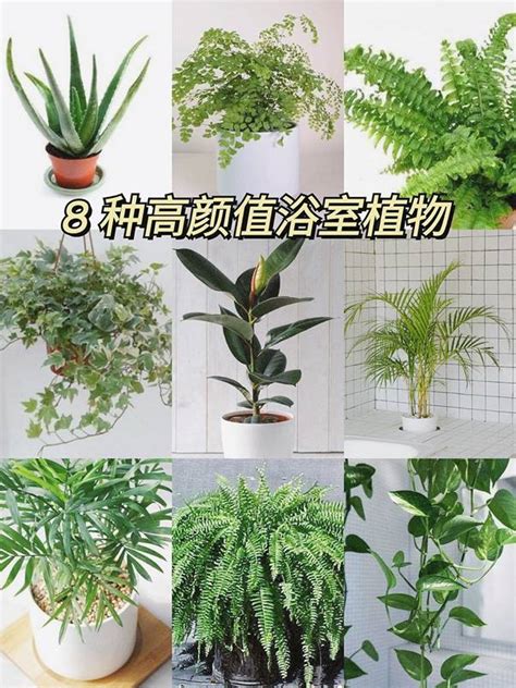 適合種在浴室的植物|【浴室放植物】浴室也能綠意盎然！10種最適合養在浴。